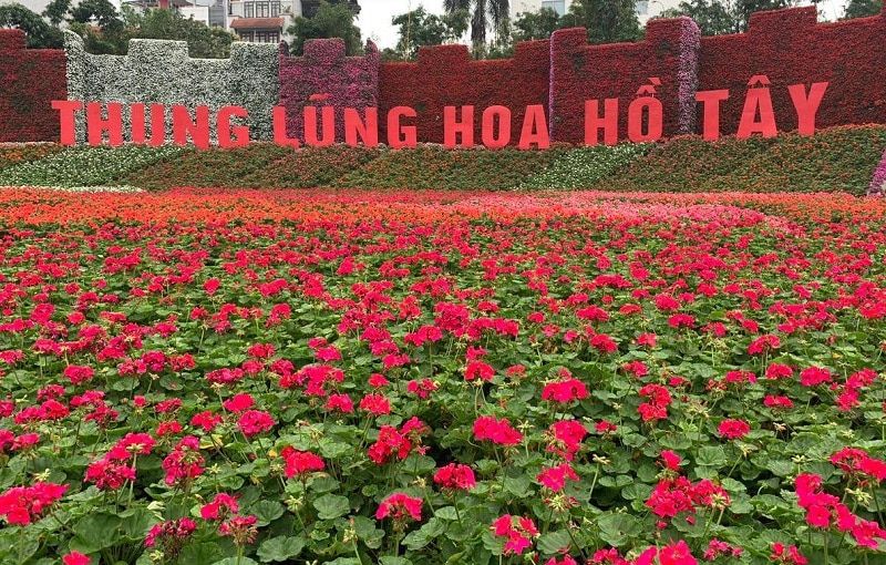 Thung lũng hoa Hồ Tây