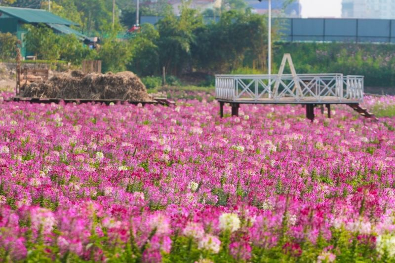 Thung lũng hoa Hồ Tây