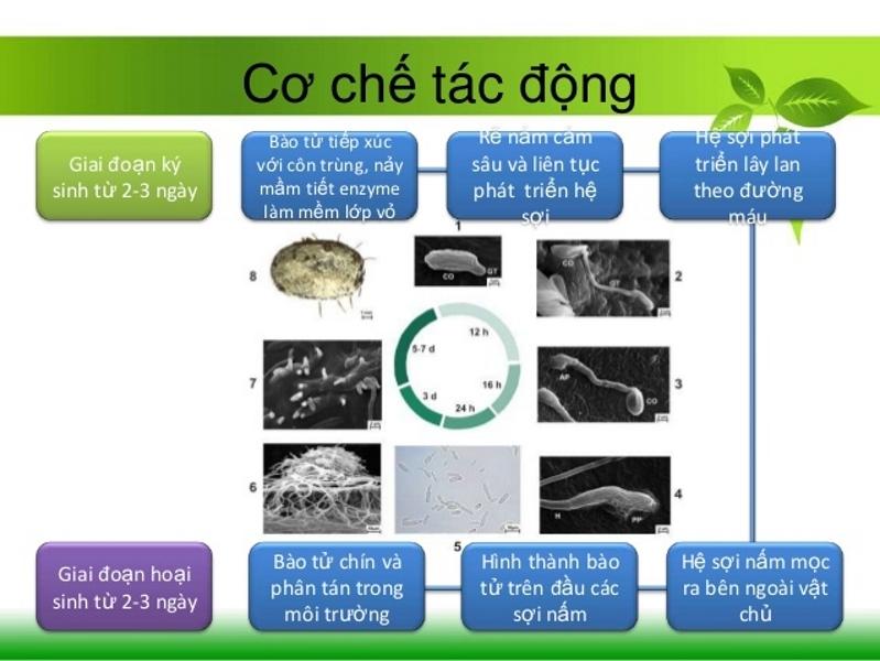 Cơ chế tác động trên sâu bệnh