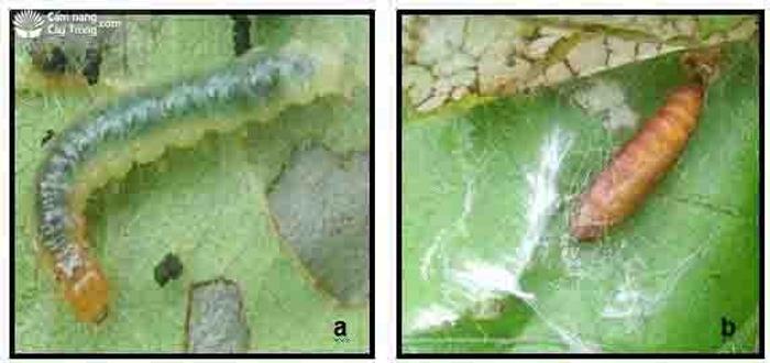 Diệt hiệu quả các loại sâu tơ, sâu cuốn lá
