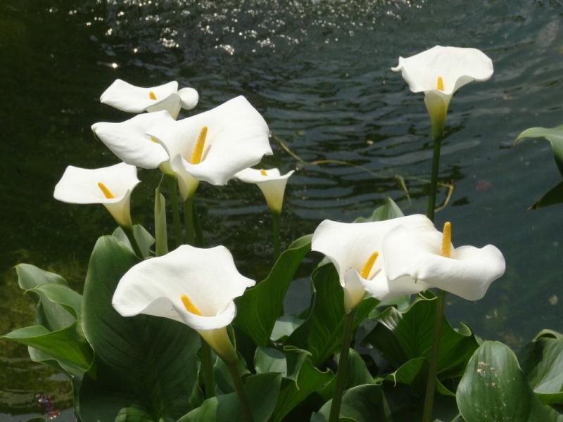 Thủy Vu (Calla Lyli)