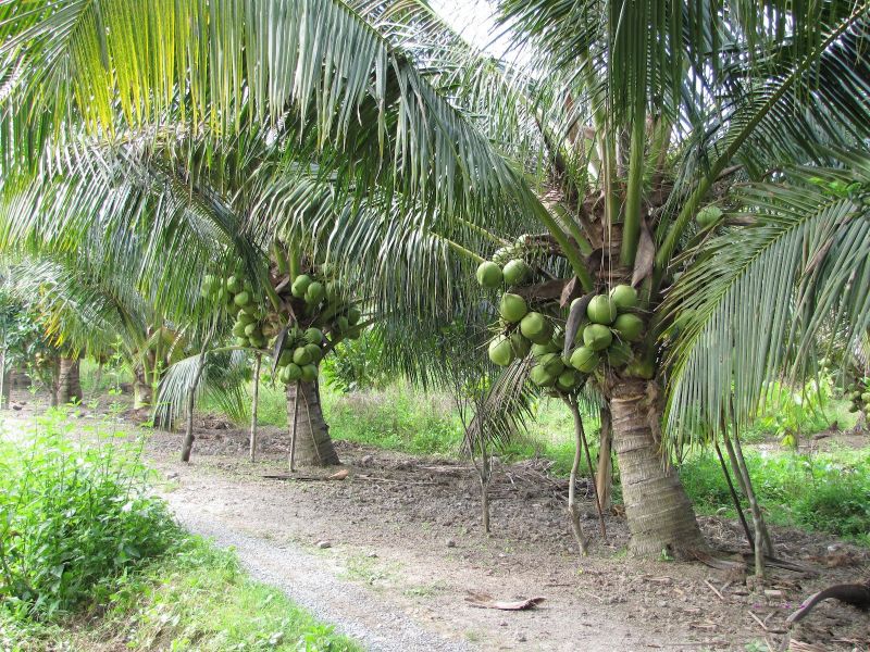 Thuyết minh về cây dừa