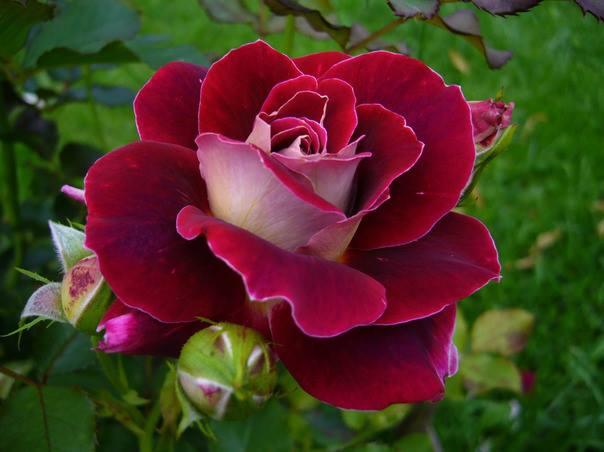 Bài văn thuyết minh về Cây hoa hồng số 5