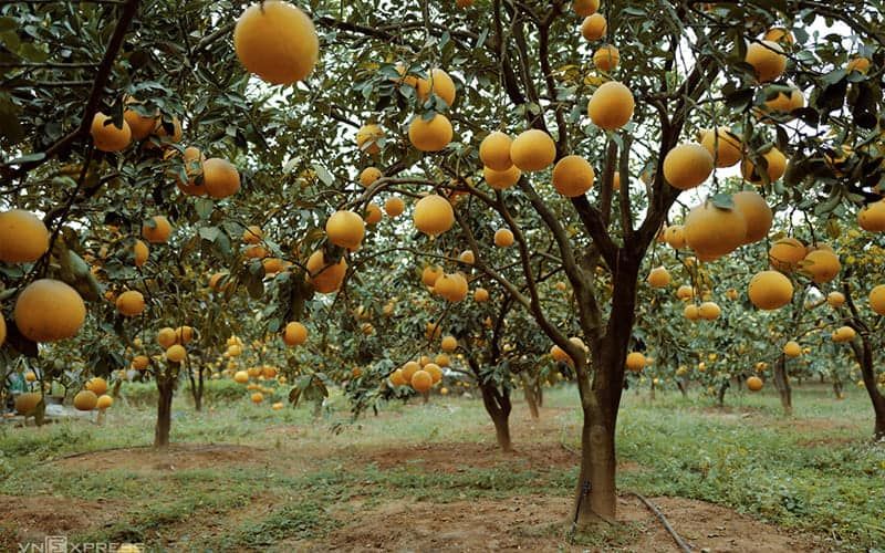 Thuyết minh về loại cây ăn quả - Cây Bưởi