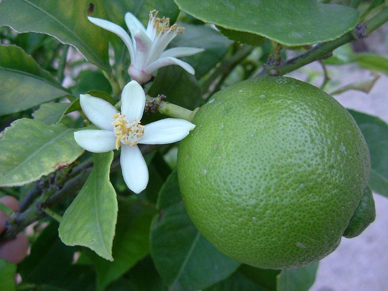 Thuyết minh về loại cây ăn quả - Cây Chanh