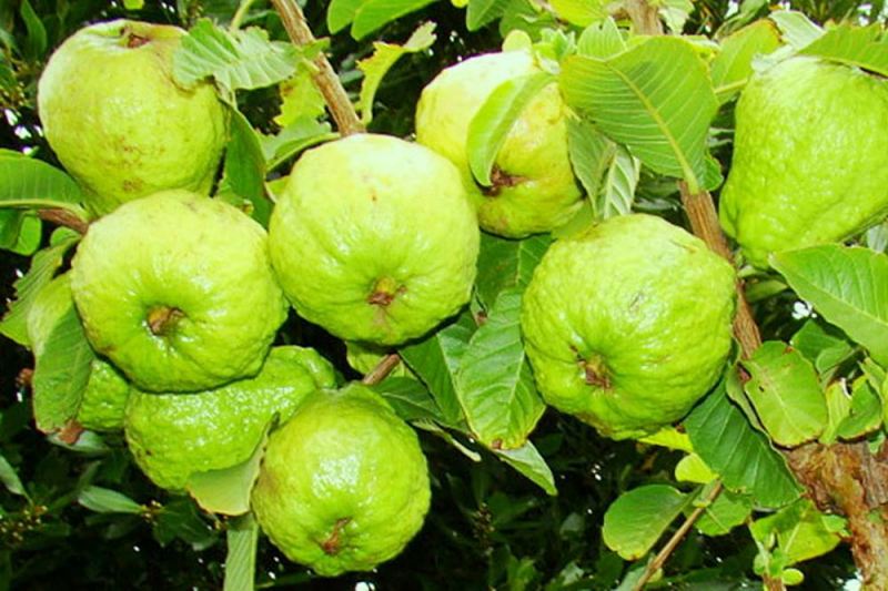 Thuyết minh về loại cây ăn quả - Cây Ổi