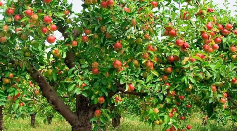 Thuyết minh về loại cây ăn quả - Cây Táo