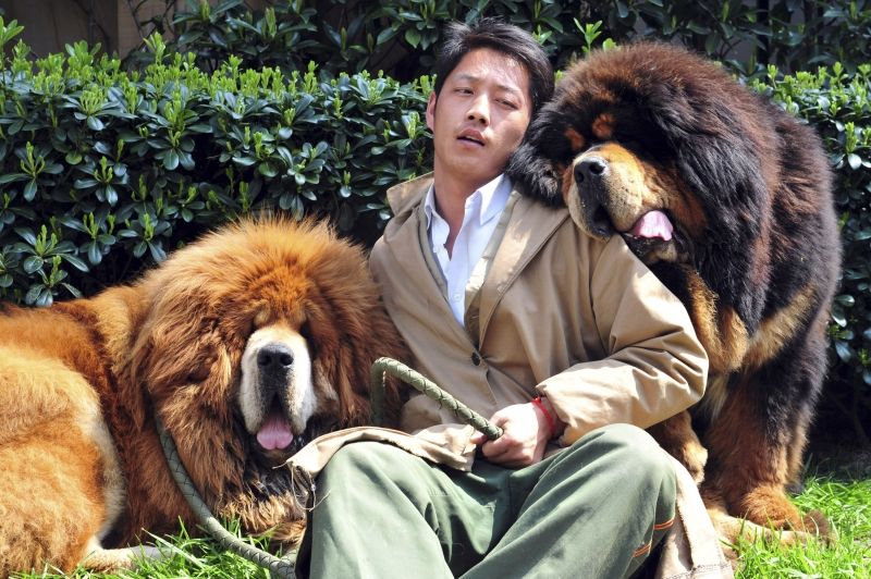 Hai chú chó Tibetan Mastiff ở Tây Tạng