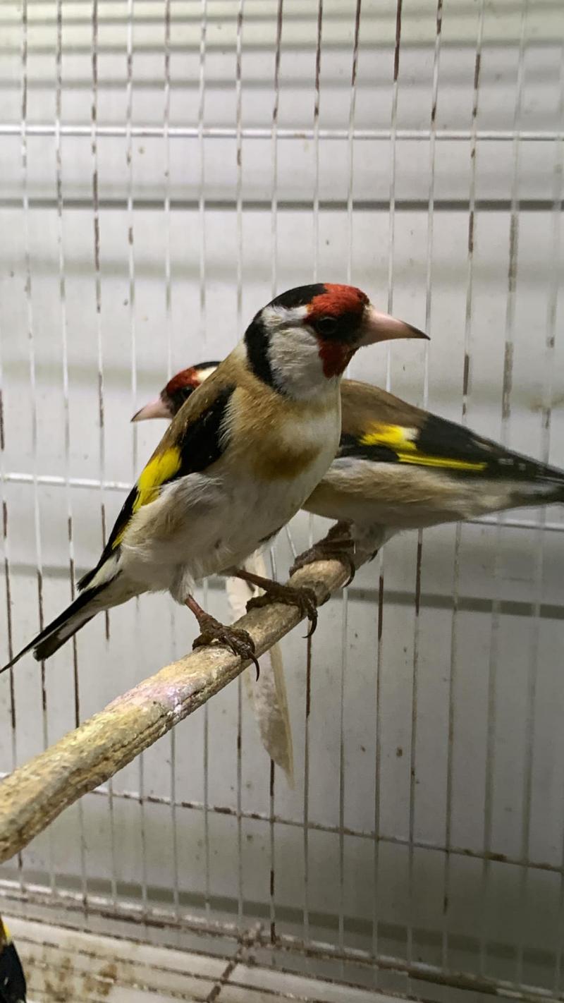 Tiệm Chim Cảnh Hoàng Huy