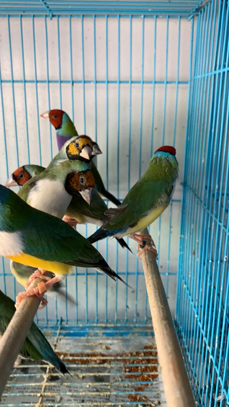 Tiệm Chim Cảnh Hoàng Huy