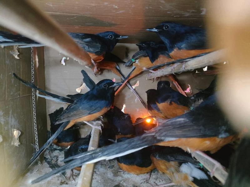 Tiệm chim Nhật Trường