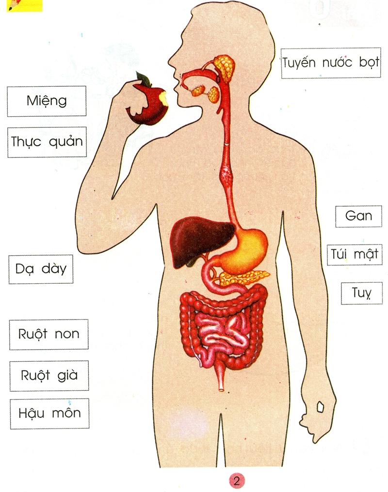 Tiêu hóa