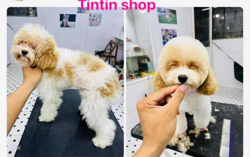 Tin Tin Shop - Siêu Thị Chó Mèo