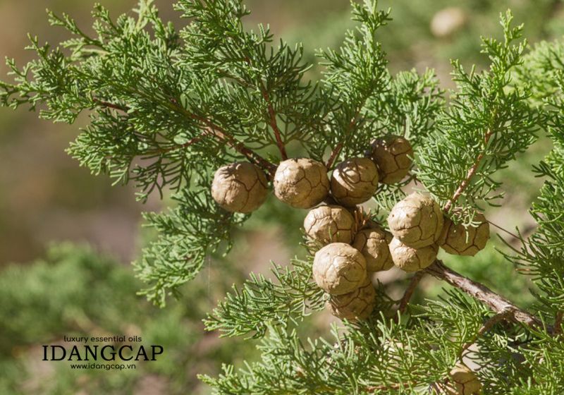 Tinh Dầu Hoàng Đàn (Ngọc Am) Nguyên Chất – Cypress Wood Essential Oil