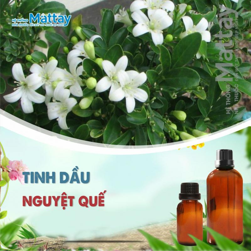 Tinh dầu nguyệt quế