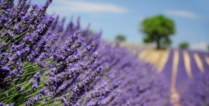 Lavender - Loài hoa đến từ đất nước kiều diễm