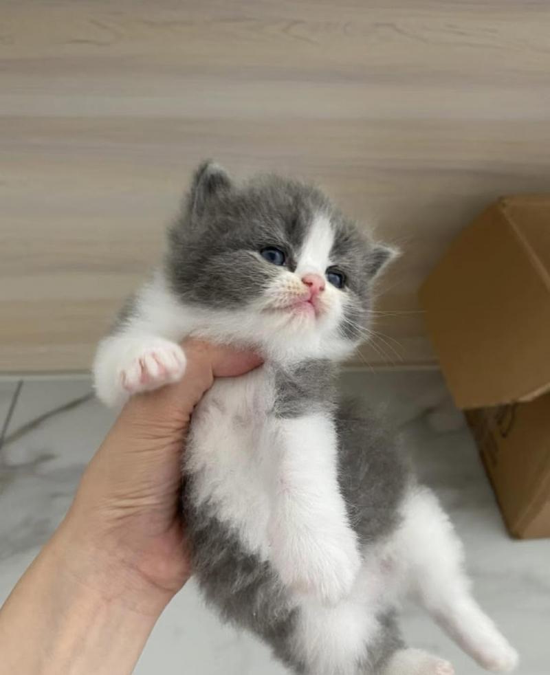 Tiny Pets - Xứ Sở Thú Cưng