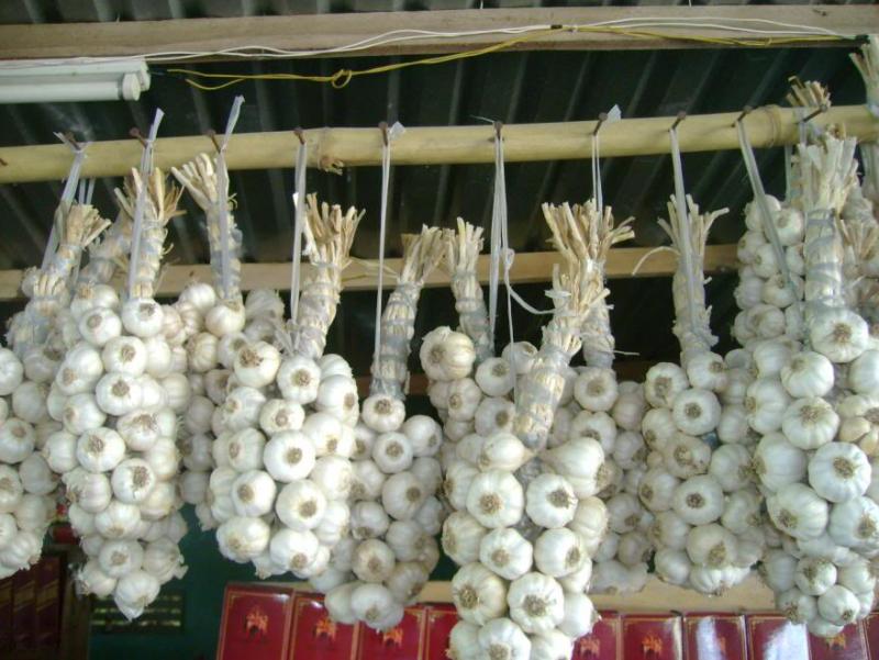 Garlic