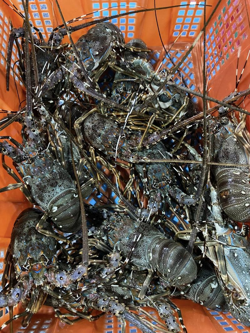 Tôm hùm Khánh Hòa - Tí Đông