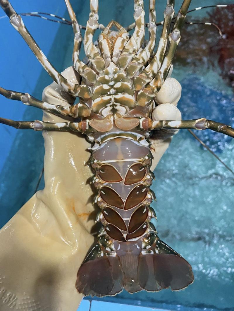 Tôm hùm Khánh Hòa - Tí Đông