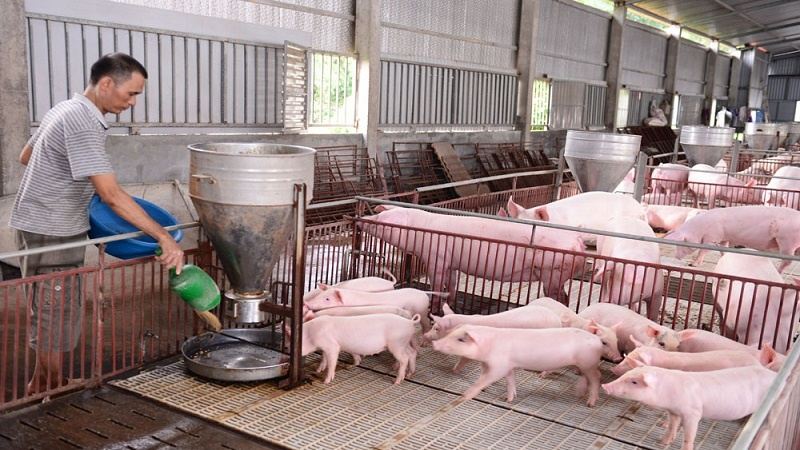 Tổng hợp thông tin về các loài lợn đặc trưng tại Việt Nam