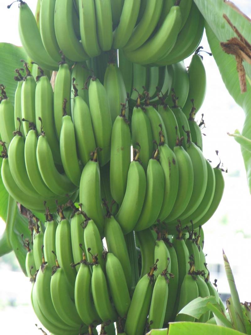 Tropical Banana сорт