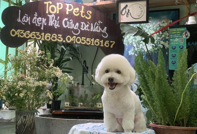 TOP PETS