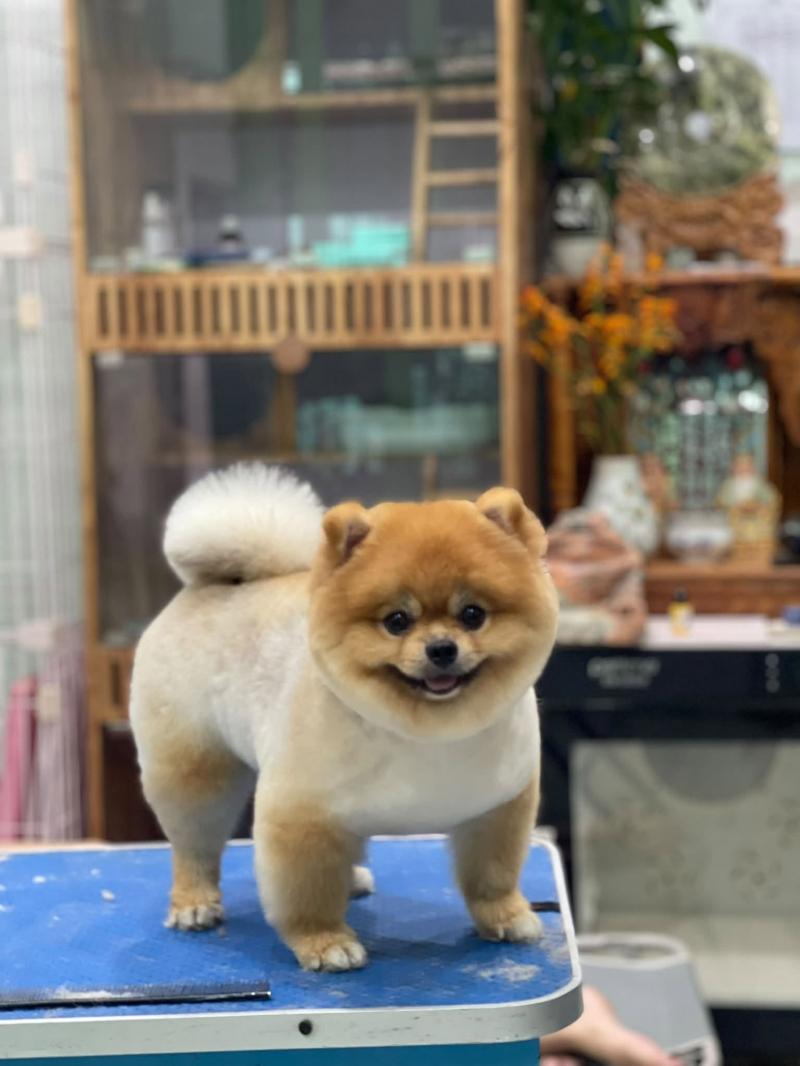 TOP PETS