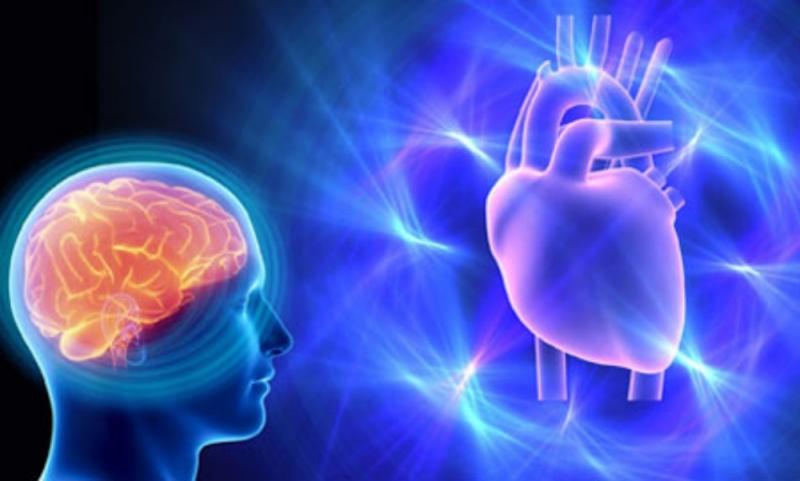 Bảo vệ tim mạch và não bộ