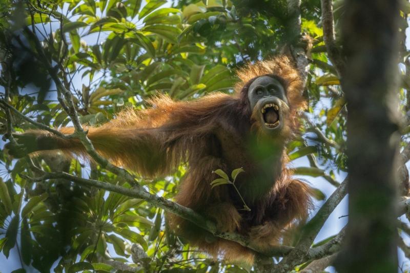 Tough Times for Orangutans - Tim Laman