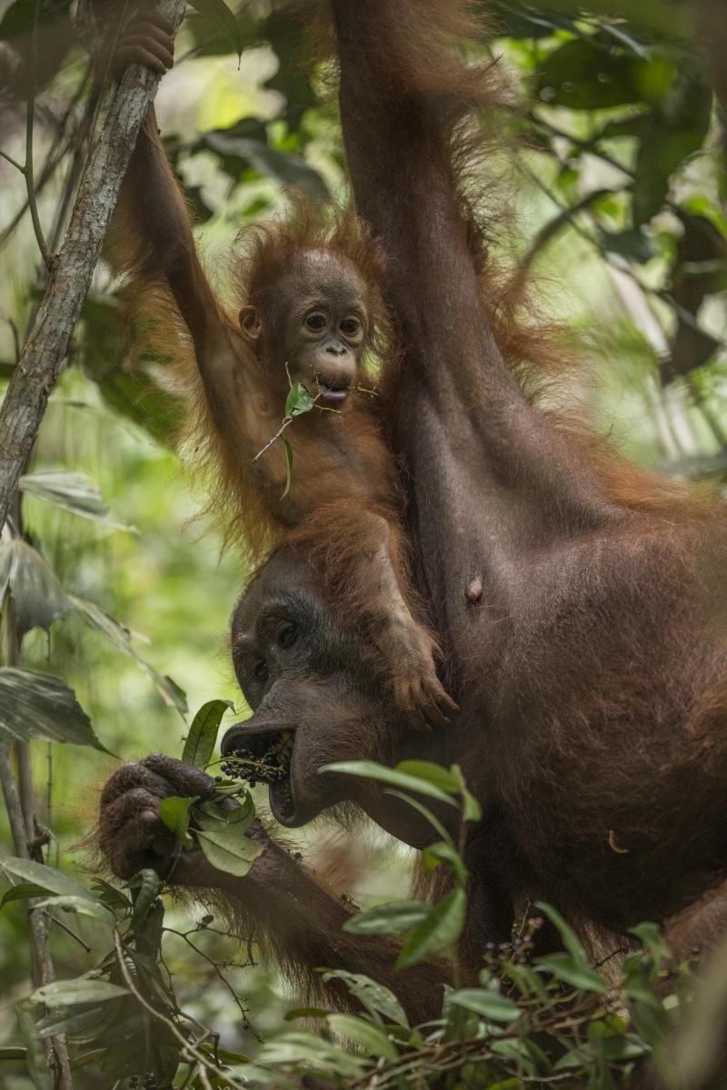 Bộ ảnh Tough Times for Orangutans  của nhiếp ảnh gia Tim Laman - Nguồn Internet