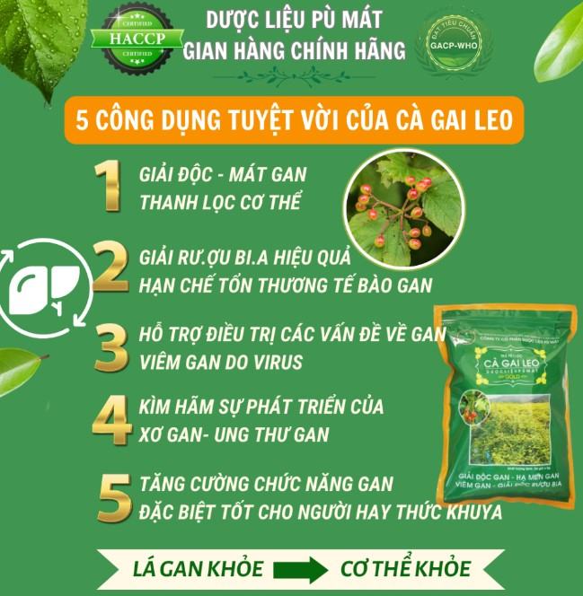 Trà túi lọc cà gai leo Pù Mát