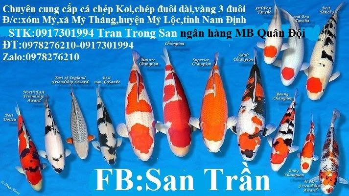 Trại Cá Koi Nam Định (San Trần)