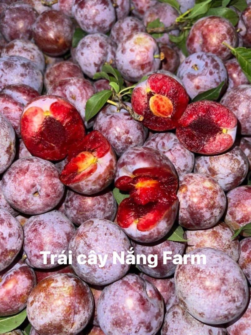 Trái Cây Sạch Nắng Farm