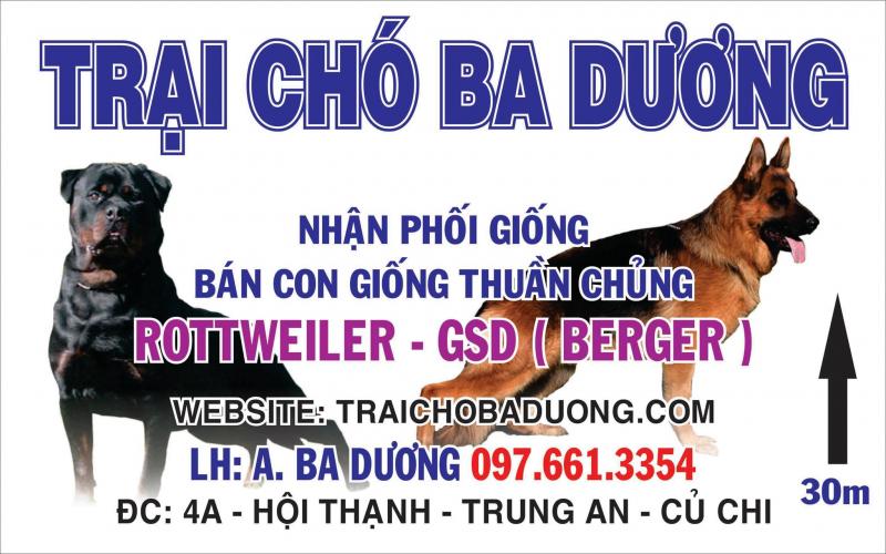 Cửa hàng bán chó cảnh uy tín nhất TP.HCM