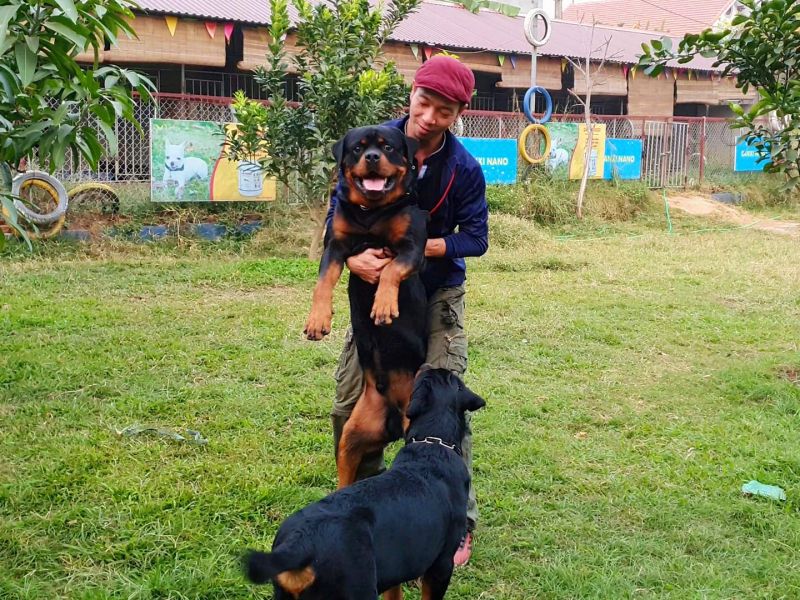 Trại chó Rottweiler Gervi