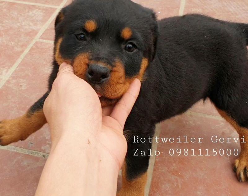 Trại chó Rottweiler Gervi