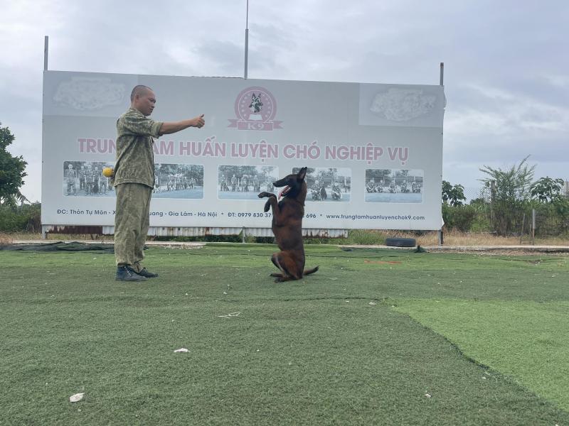 Trại huấn luyện chó K9 là địa chỉ huấn luyện chó nghiệp vụ chuyên nghiệp