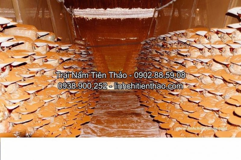 Vườn nấm linh chi Tiên Thảo