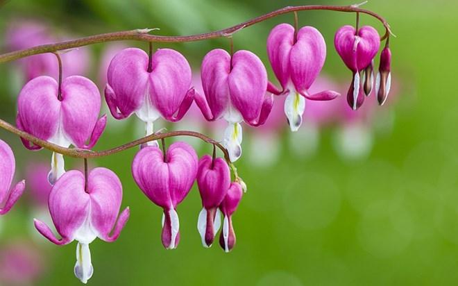 Top 10 loài hoa có hình dáng lạ kì nhất thế giới