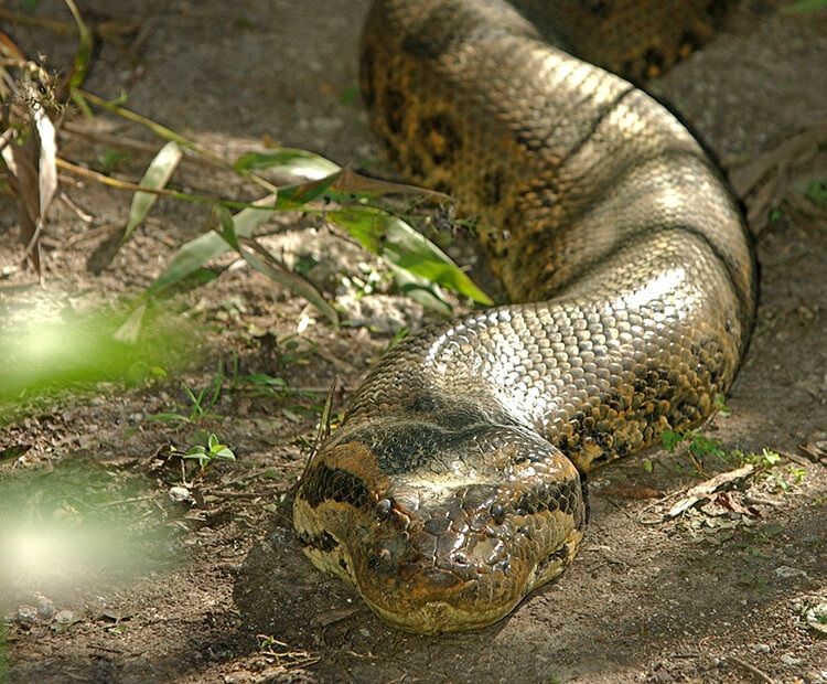 Trăn Anaconda