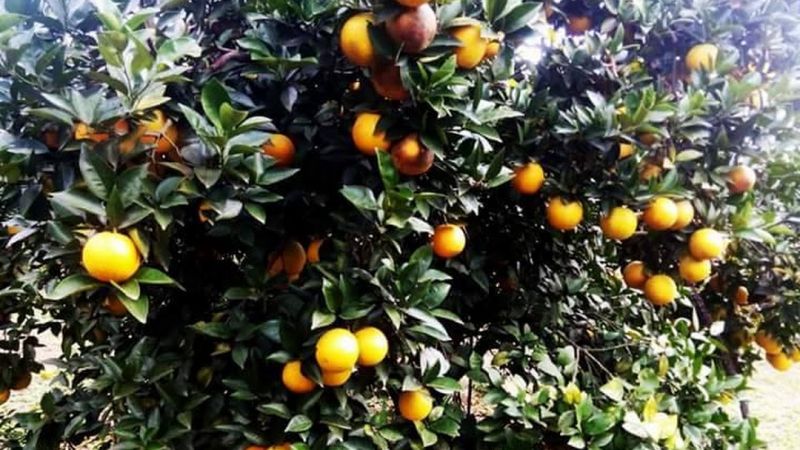 Trang trại cam ngon nổi tiếng nhất tại Nghệ An
