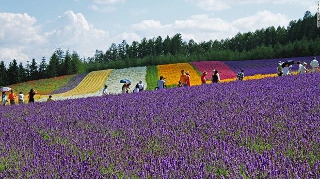 Trang trại Tomita (Hokkaido)