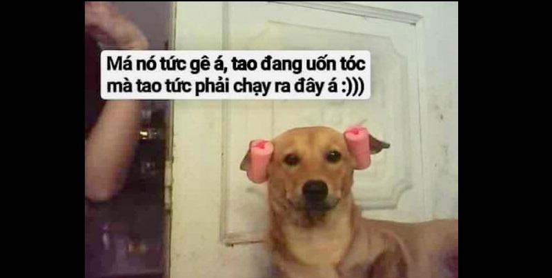 Trào lưu câu nói tao thấy mà tao tức á