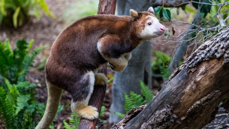 Tree Kangaroo