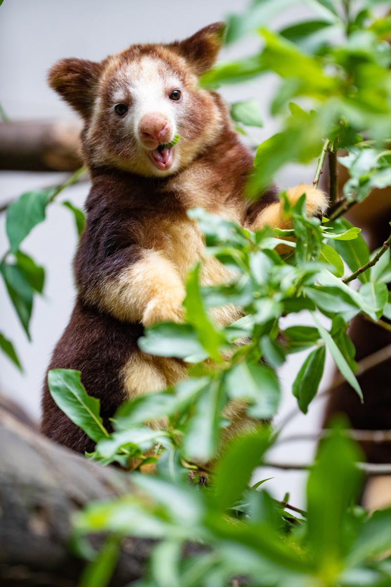 Tree Kangaroo