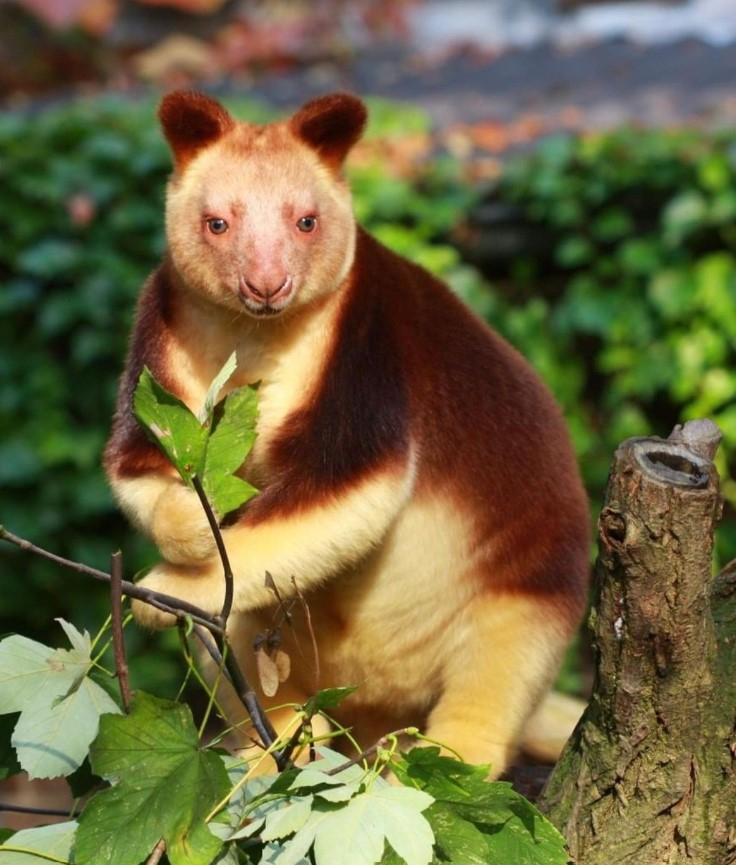 Tree Kangaroo