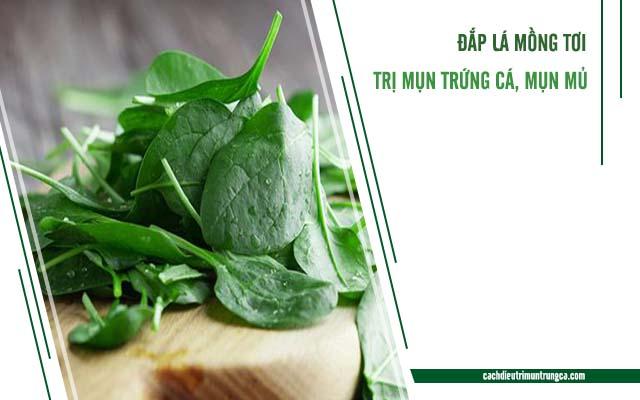 Trị mụn bằng lá mồng tơi