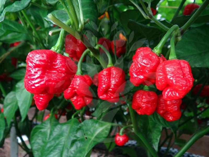 Trinidad Moruga Scorpion