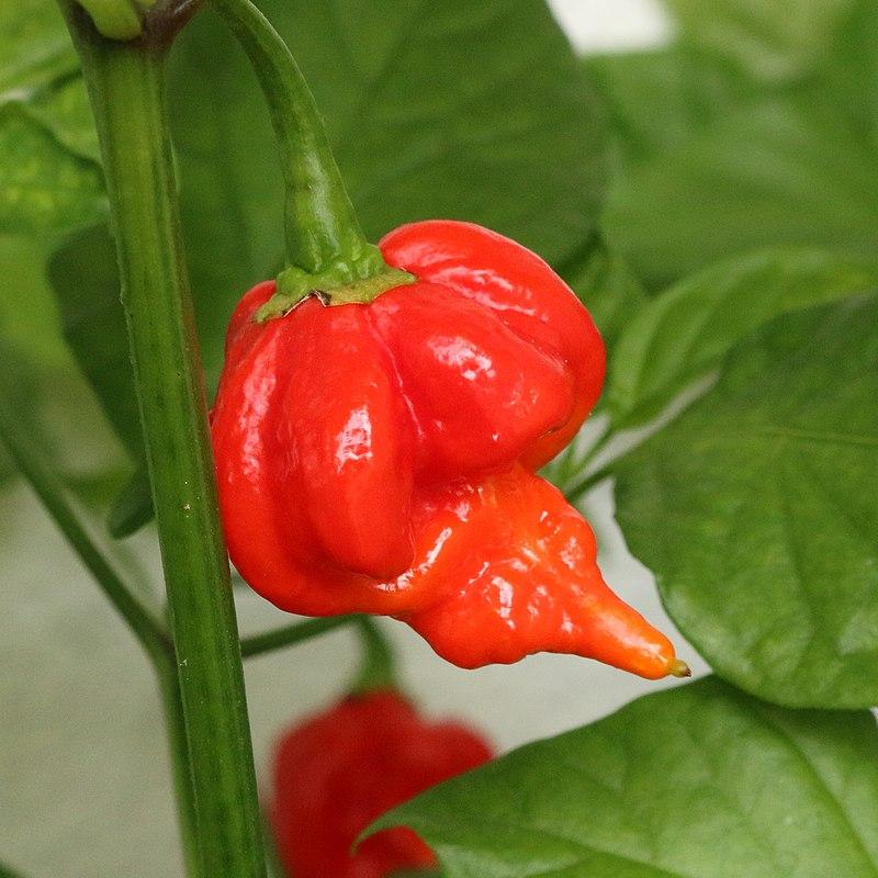 Trinidad Scorpion Butch T